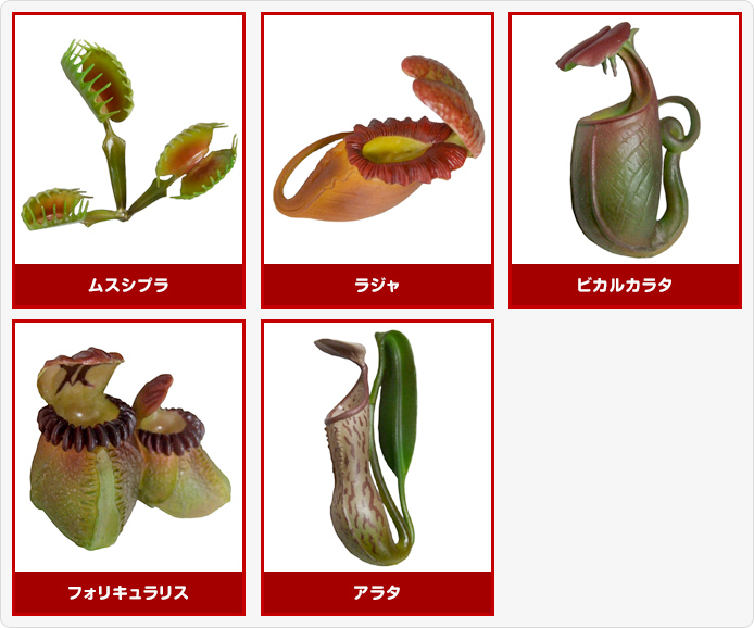 不思議生物大百科 密林の怪罠 食虫植物