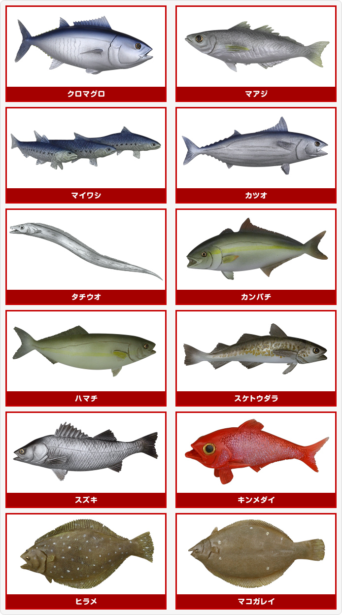 立体カプセル百科事典 原色海水魚図鑑Ⅲ