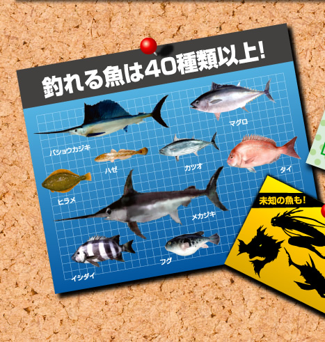 釣れる魚は40種類以上！